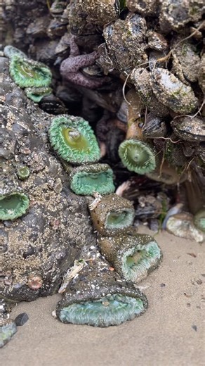 Our beloved tide pools for today’s dose of Oregon Coast therapy. We’ll get few chances to see them again until next year, I miss them already. Salty Raven stores are open 11-5 everyday. Tillamook * Cannon Beach * Astoria Saltyraven.net #seastars #tidepool #tidepools #anemones #oregon #oregoncoast #oregonisbeautiful #oceantherapy #pnw #oregonartist #saltyraven #saltyravencannonbeach #saltyravenastoria | Salty Raven