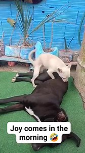 171K views · 622 reactions | Omg  chai. ⚠️This is just for entertainment and fun, it’s not for bullying , sensitive or any form of sexual activities, so please disregard any negative comments. This page doesn’t NOT support violence  #highlightseveryone #amieblessie #2024viralvideo #viralreelschallenge #reelschallenge #virgyjerry #facebookviral #goviral | S B | Facebook