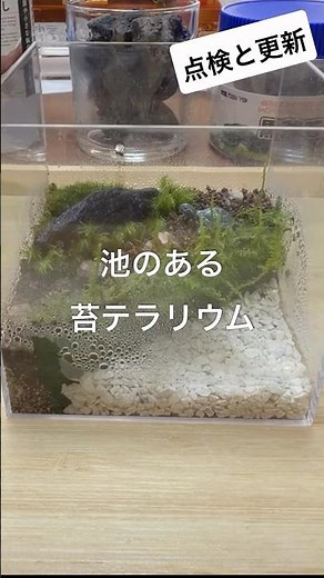 【苔テラリウムの観察とアップグレード】 #terrarium #moss #苔テラリウム