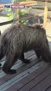Watch: Bear Chases Moose In Alaska's Denali National Park
