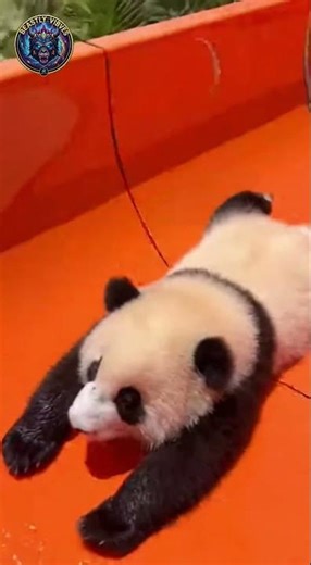 Panda Sliding Down Water Slide