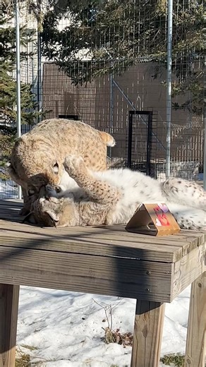 Eurasian lynx Aria was surrendered after being kept as a pet, and rescued bobcat Mondovi was seized from a private owner 😢. While these two made it safely to sanctuary, many aren't so lucky. This is the cycle of wild cats bred for private ownership—and why we emphasize adopting appropriate pets. To learn more about why we “Say No To Wild Pets” visit the link in the comments🔗🤳. | Wildcat Sanctuary