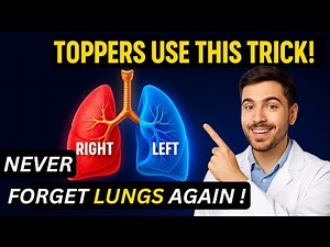 Lungs Anatomy | Structure, Lobes, Borders, Surfaces, and Hilum | Clinical & Functional Overview
