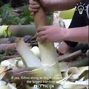 607K views · 25K reactions | The process of harvesting giant bamboo shoots!  | MetDaan Discovery | Facebook