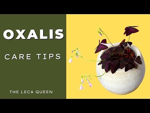 Oxalis - Beginner Care Guide & Soil to Leca in ONE Week
