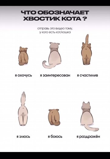 Bengal Cat Breed - Bengal Cats in Minsk Cattery