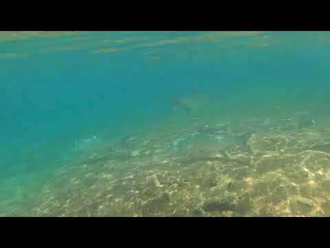 Many Tarpon