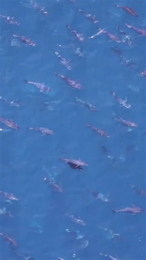 Ready to Level Up Your Fishing? Unlock 400 How-to Videos and Weekly SoCal Gameplans! Start today: yoursaltwaterguide.com