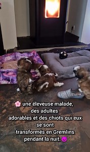 😞 Début de semaine compliqué pour moi Mais .... Les chiots eux vivent leur meilleure matinée près du poêle 😈👾 Sur ce bon début de semaine et bonne journée #shihtzu #shihtzuaddict #shihtzusofinstagram #shihtzulife #shihtzus | Of Aï Huong Lan's Dreams élevage de shih tzu en bretagne