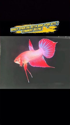 4 Stunning Spadetail Bettas – Which One Is Your Favorite? 🐟🔥#bettafish #spadetailbetta #aquariumfish