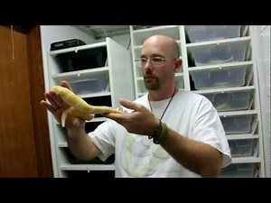 Ball Python Collection Update