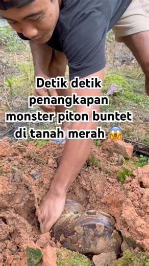Moments of capturing a monster python in red soil #mandapetualang