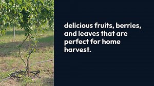 Edible Shrubs for Gardens