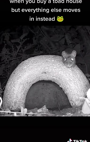 when you buy a $45 toad house, but everything else moves in instead. #gardensoftiktok #learnontiktok