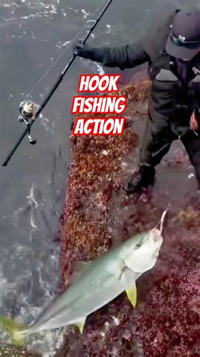 Epic Yellowtail Catch From the Rocks | Extreme Fishing Adventure #shorts #fishing #shortsfeed