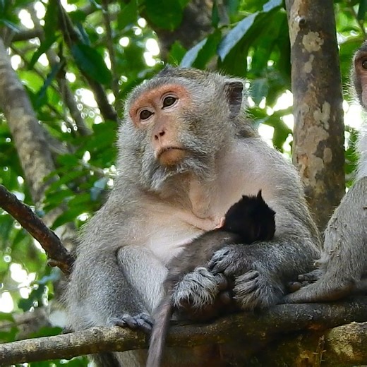 This means that simply putting in your reps is one of the most critical steps you can take to encoding a new habit It is why the students who took tons of photos improved their skills while those | Baby Monkey