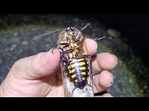 바퀴벌레 Blaberus giganteus 잡기