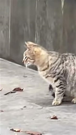 Cat vs. Rat: The Ultimate Showdown!🐀🐈🐱