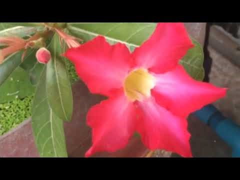 The Ultimate Guide to Adenium Varieties & Care Tips