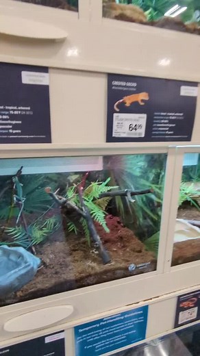 Treasure Nymphs on TikTok