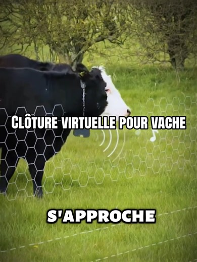 Clôture Virtuelle Innovante pour les Vaches en France