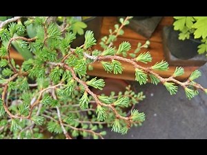 Larix /Larch Bonsai Bonsai Species Slide