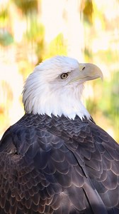15K views · 364 reactions | The majestic beauty of our bald eagles 礪 Bald eagles are not actually bald, but named from the Old English word, "balde," which means white. This refers to the white feathers on their heads that develop 4-5 years after hatching! | Philadelphia Zoo | Facebook