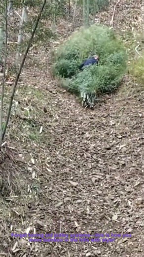 Wild Bamboo Slide: Man Rides Giant Bamboo Bundles Down a Steep Hill