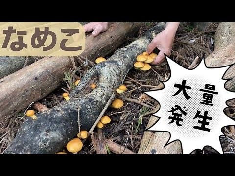 山で、なめこ狩り● 赤松、ヒノキの植菌も大成功!!