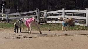 Tiny goats in tiny jumpers. That's it. That's the post 🐐 | Metro