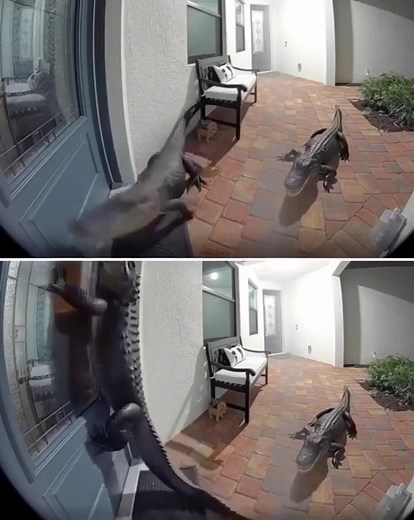6.3K views · 13 reactions | 略 Florida Home Sh0ckingly Finds Two Alligators at the Front Door: ‘They’re Getting Smarter’ Sometimes, that little peephole in your front door won’t just save you from nosy neighbors — it might just save your life.  Watch the unbelievable video in the first comment below!  | Sis Food | Facebook