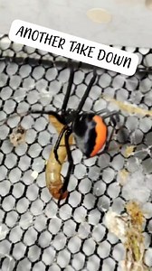 17K views · 123 reactions | ANOTHER TAKE DOWN NG ATING PET RBS MANANG MANA TLAGA SA NANAY LETS GO Everyone John Kelvin Ladanga Valdemoro KOREAnang HILAS JKS WEB 2.0 #spoodph #tatakjkswebcollections #jksphotoshots #StarsEverywherethankyou #koreananghilas #fyp #TeamSolid #spider #followers #highlights | Jks Web | Facebook