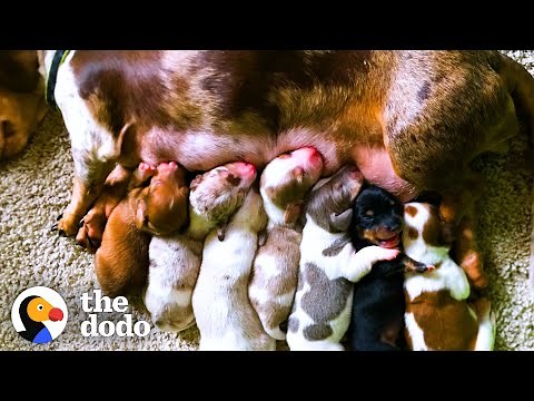 This Dachshund Mama Dog Was Rescued From A Puppy Mill - Look At Her Now! | The Dodo Foster Diaries