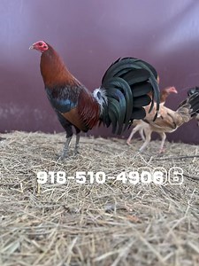 58K views · 776 reactions | Get ready for October with Hatch Village Leiper Bloodline. We are now taking pre-orders and appointments. Contact us at (918) 510-4906 to secure your spot. (918) 510-4906 | Hatch Village Farms | Facebook