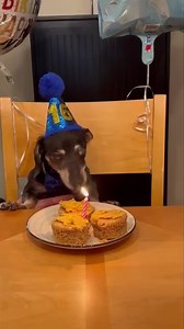 HAPPY 16th BIRTHDAY SHREK 🎂 VIDEO!!! CUTENESS ON TOP OF CUTENESS🥰🥰 | Shrek the Dachshund's "Tails"
