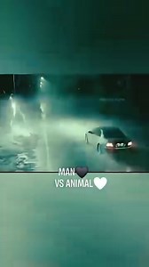 Man Vs Animal | Pet World
