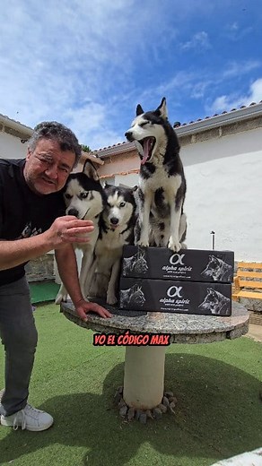 Llegó nuestro de pedido de Alpha Spirit! 🎉🐾 💥¡NOTICIA IMPORTANTE! ¡Ahorra a lo grande en Alpha Spirit! 🚀 💥¡Llévate un 20% de descuento TOTAL en tu pedido! 🤩 Usa el código MAX para un 10% EXTRA que se suma al 10% de regalo en productos de su web. Alpha Spirit Pet Food #petfood #perros #gatos #AlphaSpirit | Max the husky