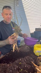 13K views · 243 reactions | Trees in from China today! Chinese Elm, Fukien Tea, Ficus and Bougainvillea! 掠落 | Wigert's Bonsai Nursery | Facebook