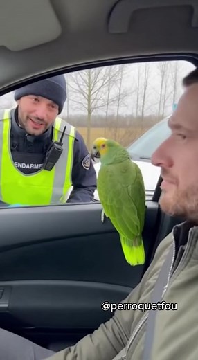 Coco le perroquet : humour et comédie française