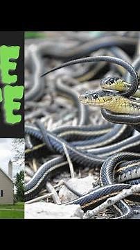 The Infamous "Snake House" of Rexburg, Idaho: A Nightmare Home You Won't Believe