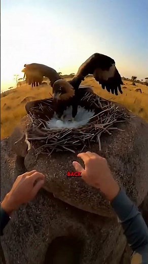 Lemur's Unlikely Friendship Saves Three Trapped Animals | Emotional Rescue