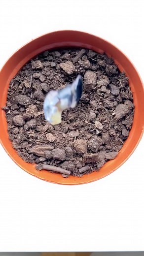 Armen Adamjan on Instagram: "Growing Blueberries is Easy! 🤩🌱 Note: More tips/tricks in my official Plant Book! Available on my website: CreativeExplained.com! 🙌 . . #blueberry #plantbased #garden #gardening #plants #plantsofinstagram #gardenlife #lifehack #hacks #diy #recycle #sustainableliving #howto #fruit #growyourownfood #plantstagram #creativeexplained #magic #organicgardening #instadaily #tiktokstar"