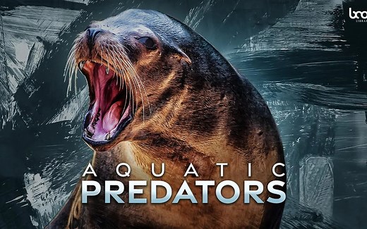 1085种水生食肉动物海豹海豚海狮海象声音叫声音效素材包 AQUATIC PREDATORS