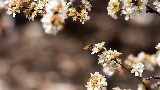 Ready for spring weather? Here's what experts predict for Colorado