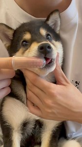 #cute #shiba #dogsofinstagram #ShibaInu #dog #asmr #littlemanyu #dogsoftiktok #fyp #manyu | Dogs care