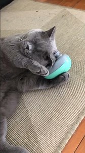 Relax Your Cat with the Ultimate Cat Massager | Pet Product for Happy & Healthy Cats