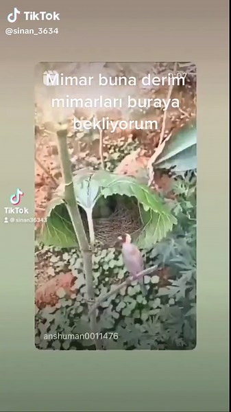 #keşfeteçık #keşfeteçık #keşfeteçık #keşfetartıkgörbeni #keşfetartıkgörbeni #keşfetartıkgörbeni #keşfetedüş mimar buna derim