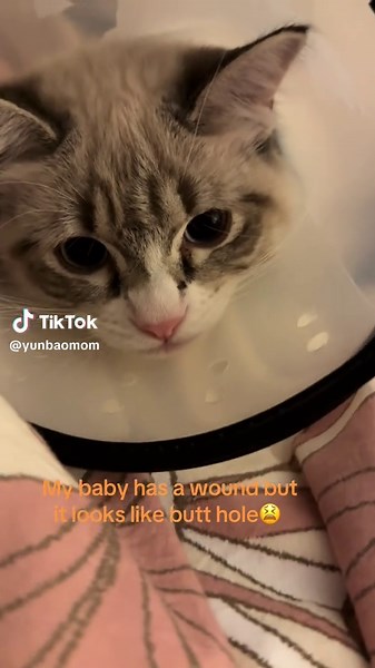 Cat Care Tips for Treating Injuries