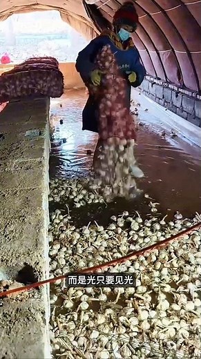 Garlic Sprouting Trick 😳 How Garlic Shoots Are Grown Without Light!