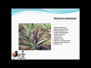Fiche technique: Ananas comosus: Plante d'intérieur